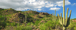 Canyon Pass in Dove Mountain